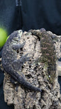 Pure MTK Melanistic Leachianus Gecko Male LB424