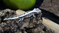 Lily White Axanthic Male Crested Gecko LWAX06