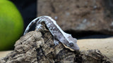 Lily White Axanthic Male Crested Gecko LWAX06