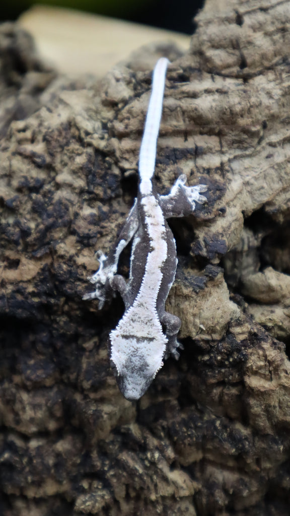 Lily White Axanthic Male Crested Gecko Lwax06 Bb S Crested Gecko S