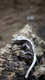 Lily White Het Axanthic Poss Female Crested Gecko HLWAX01