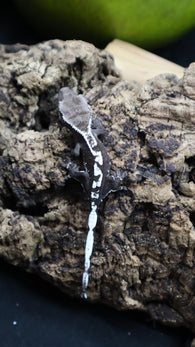 Lily White Axanthic Poss Female Crested Gecko LWAX07