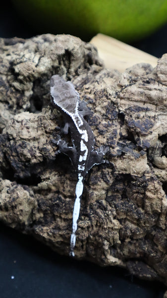 Lily White Axanthic Poss Female Crested Gecko LWAX07