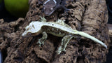 Lily White Axanthic Male Crested Gecko LWAX06