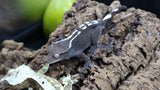 Lily White Het Axanthic Poss Female Crested Gecko HLWAX01