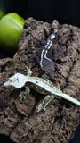 Lily White Het Axanthic Poss Female Crested Gecko HLWAX01