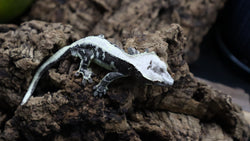 Lily White Het Axanthic Male Crested Gecko HLWAX04 (AE Line)