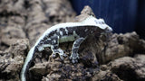 Lily White Het Axanthic Male Crested Gecko HLWAX04 (AE Line)