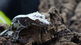 Lily White Het Axanthic Male Crested Gecko HLWAX04 (AE Line)