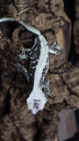 Lily White Het Axanthic Male Crested Gecko HLWAX04 (AE Line)