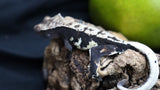 Lily White Het Axanthic Male Crested Gecko HLWAX03 (AE line)