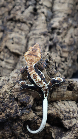 Lily White Het Axanthic Male Crested Gecko HLWAX02 (AE Line)