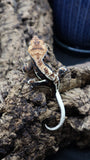 Lily White Het Axanthic Male Crested Gecko HLWAX02 (AE Line)