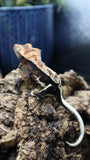 Lily White Het Axanthic Male Crested Gecko HLWAX02 (AE Line)