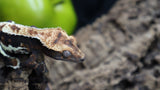 Lily White Het Axanthic Male Crested Gecko HLWAX02 (AE Line)