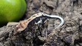 Lily White Het Axanthic Male Crested Gecko HLWAX02 (AE Line)