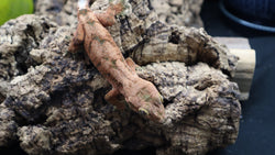 Crested Gecko/Chahoua Hybride Male
