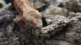 Crested Gecko/Chahoua Hybride Male