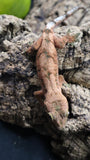 Crested Gecko/Chahoua Hybride Male