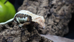 Lilly white tricolor Female LW01