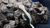 Lilly white tricolor Female LW01