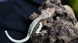 Lilly white tricolor Female LW01