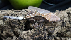 Cappuccino Male Crested Gecko CAP17