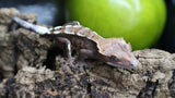 Cappuccino Male Crested Gecko CAP17