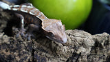 Cappuccino Male Crested Gecko CAP17