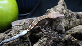 Cappuccino Male Crested Gecko CAP17