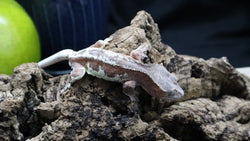 Red Frappuccino Crested Gecko Male FRAP06
