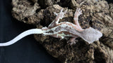 Red Frappuccino Crested Gecko Male FRAP06