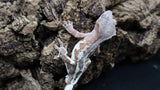 Red Frappuccino Crested Gecko Male FRAP06