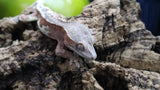 Red Frappuccino Crested Gecko Male FRAP06
