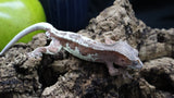 Red Frappuccino Crested Gecko Male FRAP06