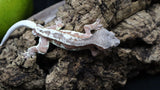 Red Frappuccino Crested Gecko Male FRAP06