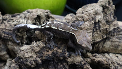 Cappuccino Male Crested Gecko CAP16
