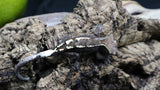 Cappuccino Male Crested Gecko CAP16