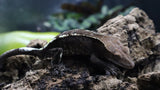 Cappuccino Male Crested Gecko CAP16