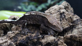 Cappuccino Male Crested Gecko CAP16