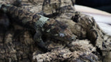 Chahoua Pine Island White Callor Male Ch72