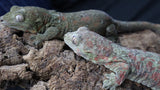 Pine Island Red/Pink Pair (Dasiy/Nelldar)