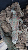 Pine Island Red/Pink Pair (Dasiy/Nelldar)
