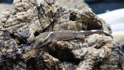 White Collar Sarasinorum Gecko SG01