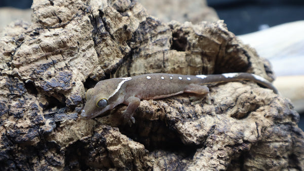 White Collar Sarasinorum Gecko SG01