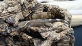 White Collar Sarasinorum Gecko SG01