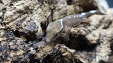 White Collar Sarasinorum Gecko SG01
