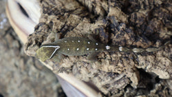 White Collar Sarasinorum Gecko SG02