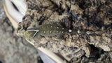White Collar Sarasinorum Gecko SG02
