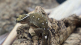 White Collar Sarasinorum Gecko SG02